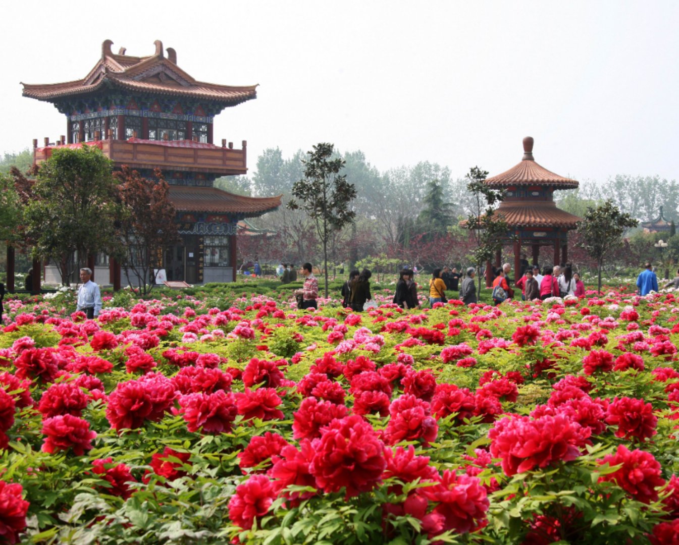 中国国花园